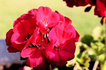 Beautiful red hydrangea by Michiel piet