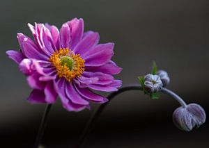 rosa Herbstaster