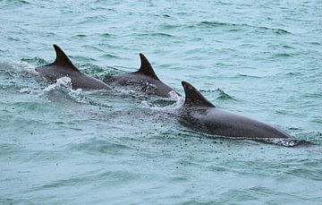 Tumbler Schottland (Delphin) von Merijn Loch