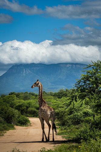 Giraf op big game estate Leadwood, Zuid-Afrika van Paula Romein