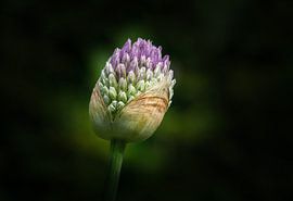 Ornamental leeks shortly before flowering by Angelika Beuck