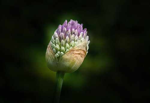 Ail d'ornement juste avant la floraison