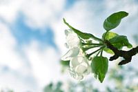 Appel bloesem op een zomerse dag