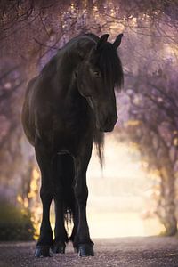 Fries paard onder de bloeiende wisteria | paardenfotografie