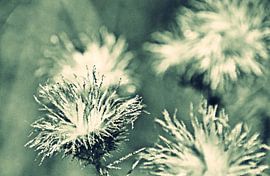 faded flowers in the sunshine by Werner Lehmann