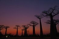 Allée des Baobabs van Dirk-Jan Steehouwer thumbnail