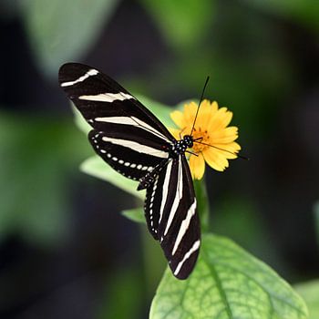 zebra butterfly