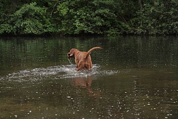 Waterspelletjes aan het meer met een bruine Magyar Vizsla draadhaar.