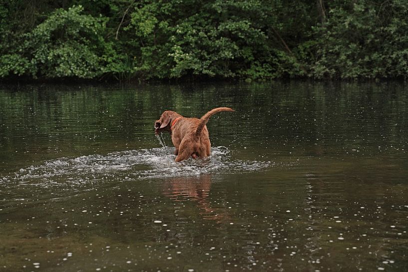 Water games at the lake with a brown Magyar Vizsla wirehair. by Babetts Bildergalerie
