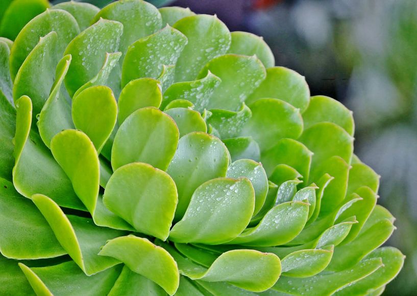 Echeveria rosette par Werner Lehmann