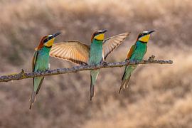 Mangeur d'abeilles, Merops apiaster.