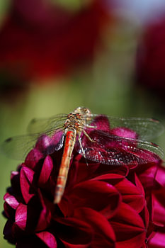 Libellule rouge des landes sur un dahlia