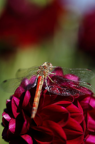 Red heath dragonfly on a dahlia