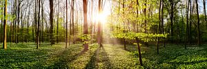 Wald im Frühling bei Sonnenaufgang