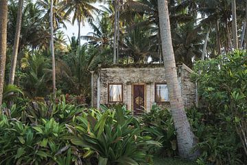 Afgelegen verlaten woning te midden van weelderige tropische palmbomen en begroeiing in Bali van Marcus Photography