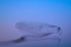 Starling murmuration during sunset at the end of the day