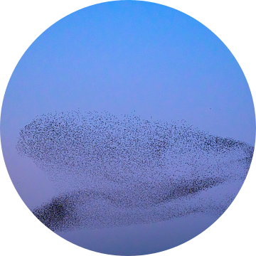 Spreeuwen tijdens zonsondergang aan het eind van de dag