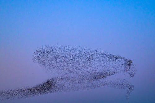 Spreeuwen tijdens zonsondergang aan het eind van de dag