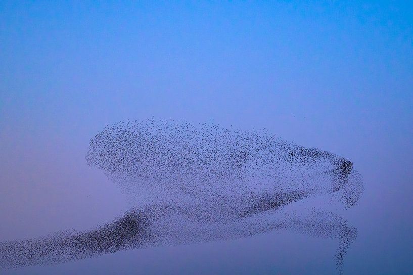 Spreeuwen tijdens zonsondergang aan het eind van de dag van Sjoerd van der Wal Fotografie