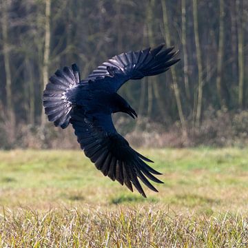 Raven in flight by Bob de Bruin