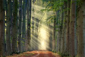 Sonnenstrahlen im Wald von Edwin Mooijaart