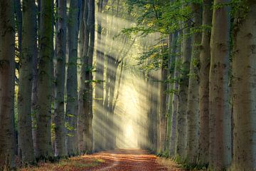 Rayons de soleil dans la forêt sur Edwin Mooijaart