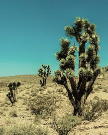 Joshua Tree by Vanmeurs fotografie