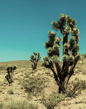 Joshua Tree in Mojave woestijn Californië