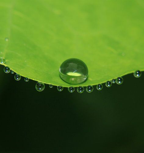 Das Grün und die Wasserperle