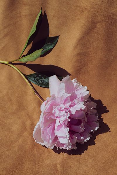 Pivoine sur velours 2 par Emilia Aivazian Fotografie