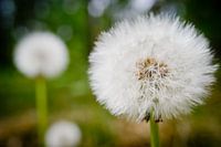 Paardenbloem