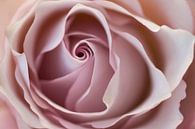 The beauty of a rose van Birgitte Bergman thumbnail