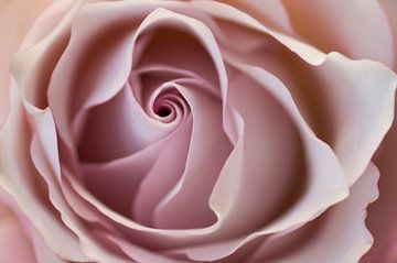 The beauty of a rose