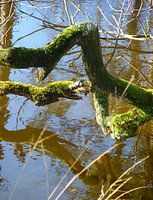 water logg