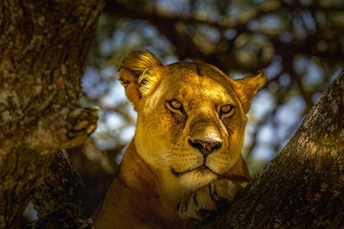 Portret van Leeuw in een boom.