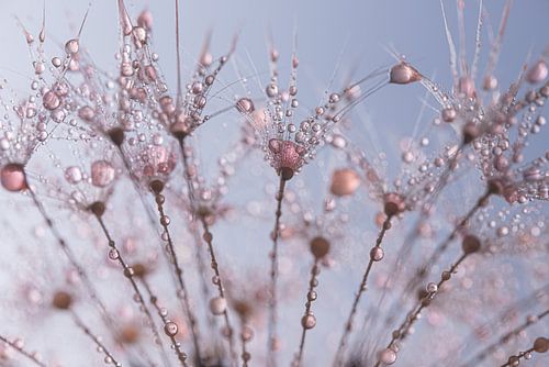Roze druppeltjes op een paardenbloem "hangend" in de lucht