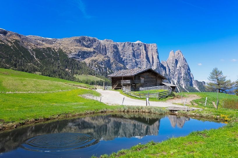 Frühling auf der Seiser Alm in den Dolomiten von Dieter Meyrl