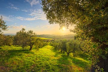 Maremma plattelandspanorama en olijfbomen van Stefano Orazzini