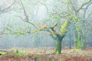 Märchenwald im Nebel von Henk Meeuwes