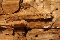 Brown rot wood