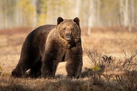 Wild brown bear by Bianca Schmidt