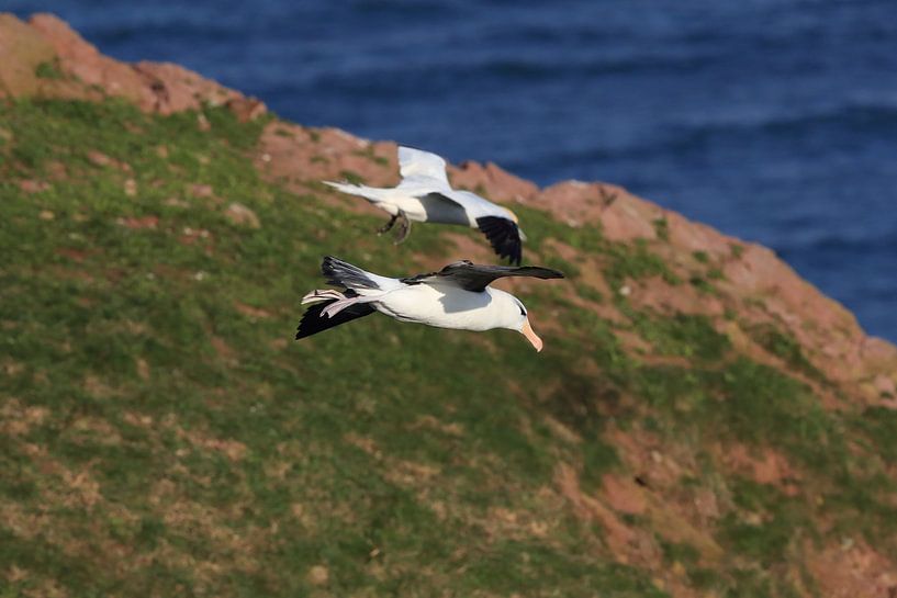 Zwartgegroefde albatros ( Thalassarche melanophris ) of Mollymawk Helgoland-eiland Duitsland van Frank Fichtmüller