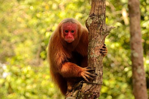 Uakari Monkey in Brazilië