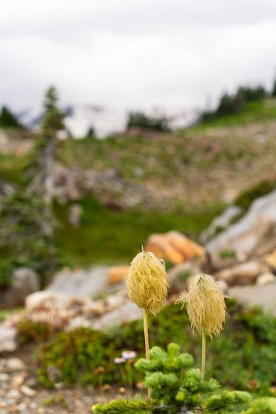 Beargrass, Paradise, Mount Rainier National Park, Washington, USA by Jeroen van Deel