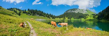 lake panorama Oberstockensee with grazing cows, switzerland by SusaZoom
