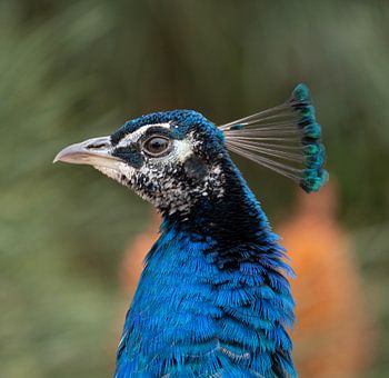 Close up of a peacock