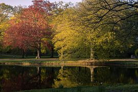 Goldener Frühling am Wasser