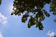 De zon in een helderblauwe lucht achter groene bladeren van Vera Boels thumbnail