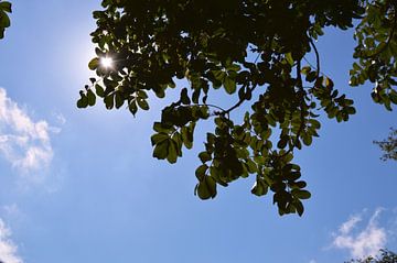 De zon in een helderblauwe lucht achter groene bladeren van Vera Boels