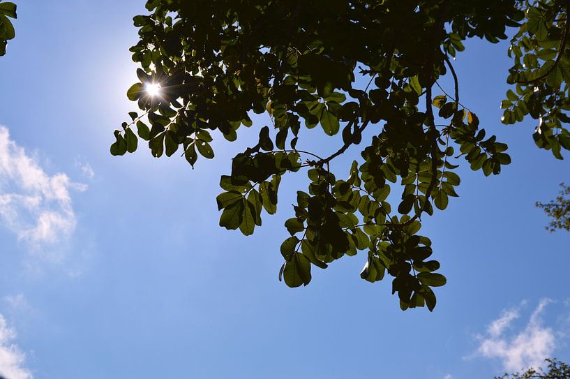 De zon in een helderblauwe lucht achter groene bladeren van Vera Boels